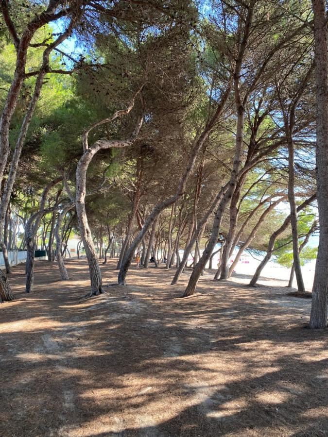Cas Caminer Alcudia (Mallorca)