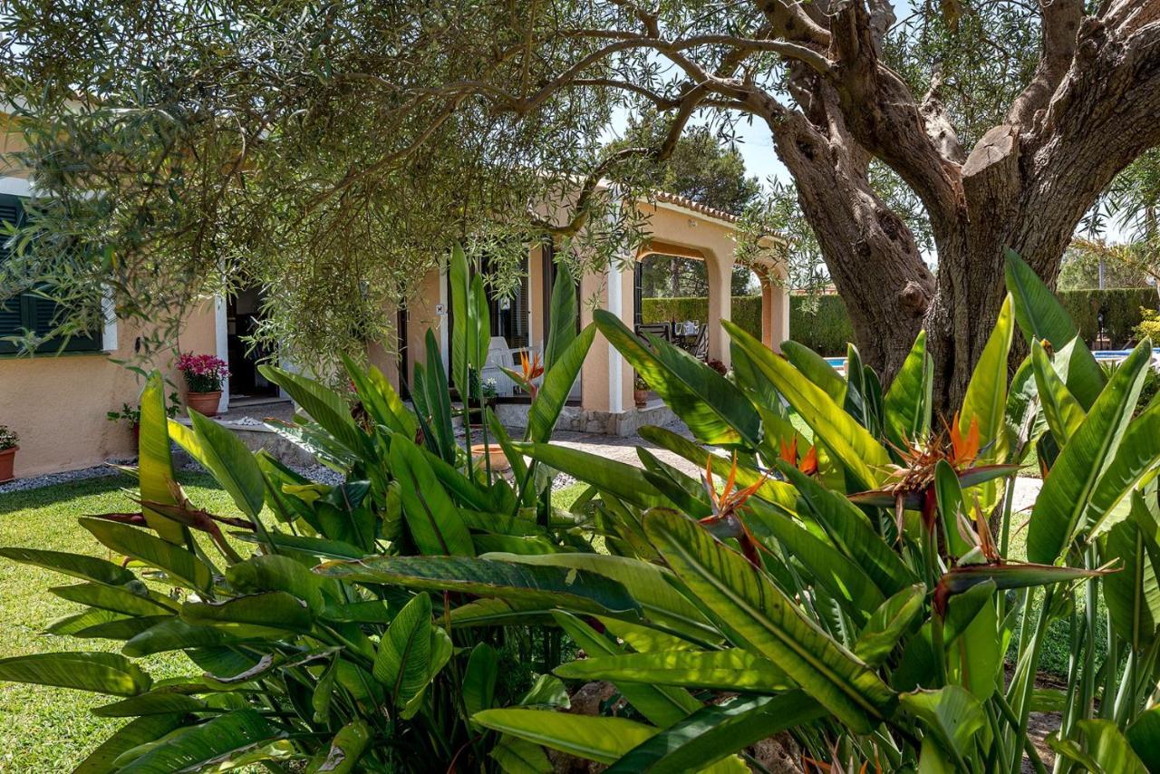 Iris - * Alcudia (Mallorca)